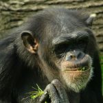 Os 5 Animais Mais Inteligentes do Mundo e Suas Surpreendentes Habilidades